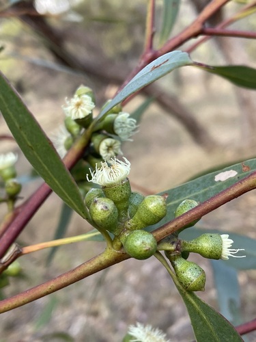 Eucalyptus micranthera