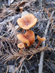 Fungi