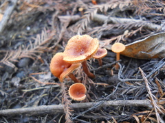 Fungi