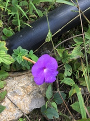 Achimenes longiflora
