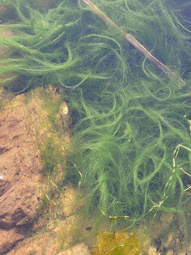 Chaetomorpha aerea observed 2023-04-17