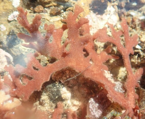 Haloplegma preissii, 2023-04-13
