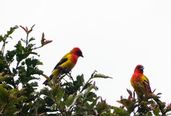 Piranga rubriceps