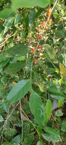 Aporosa indoacuminata (Aporosa indoacuminata)
