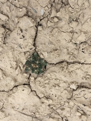 Mammillaria coahuilensis