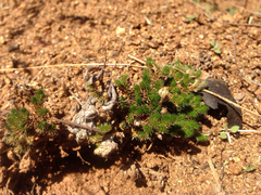 Selaginella hansenii
