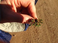 Selaginella hansenii