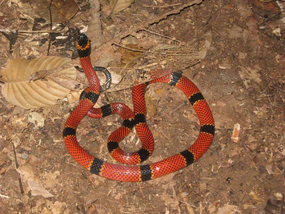 Clark's Coral Snake