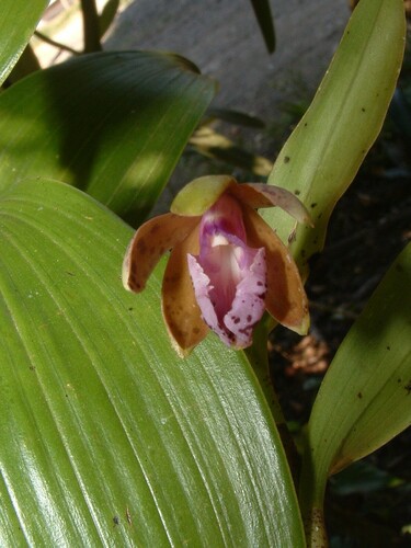 Epidendrum schumannianum Schltr. 3