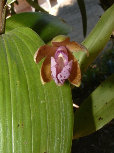 Epidendrum schumannianum Schltr. 2