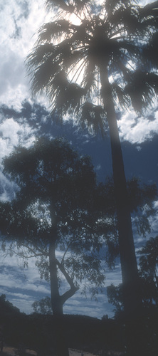 Livistona mariae, photograph 4