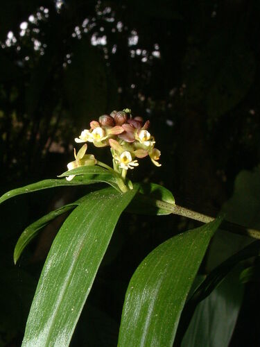 Epidendrum pentadactylum Rchb.f. 4