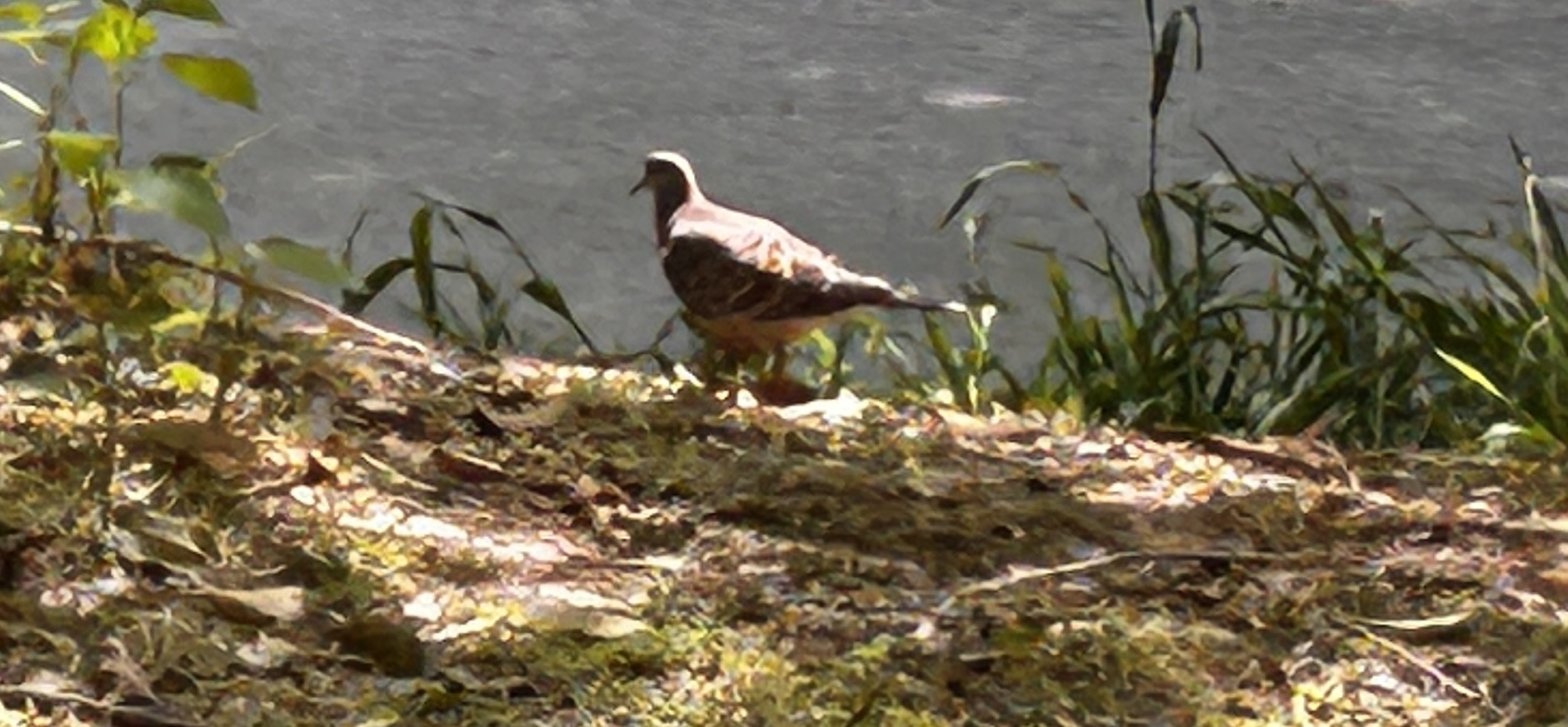 Oriental Turtle Dove