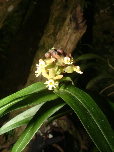 Epidendrum pentadactylum Rchb.f. 3