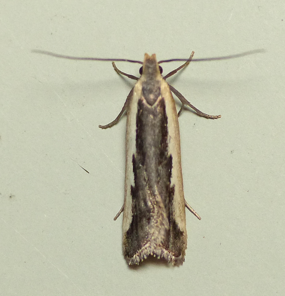 Hairy, Toothed, and Shining Dichomeris Moths and Allies