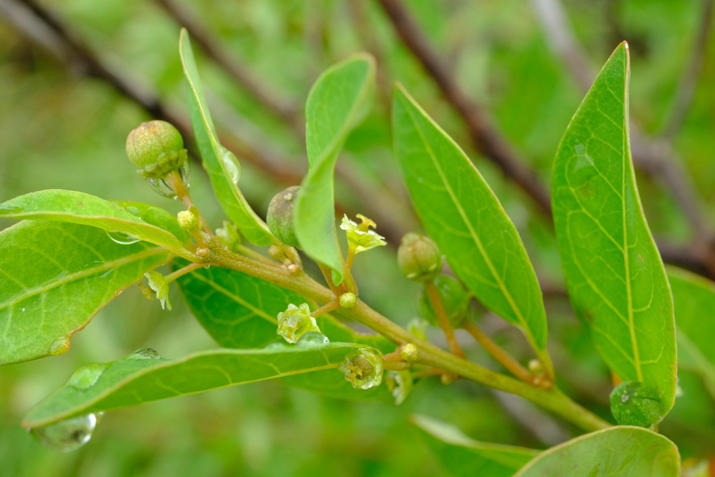 Clutia whytei