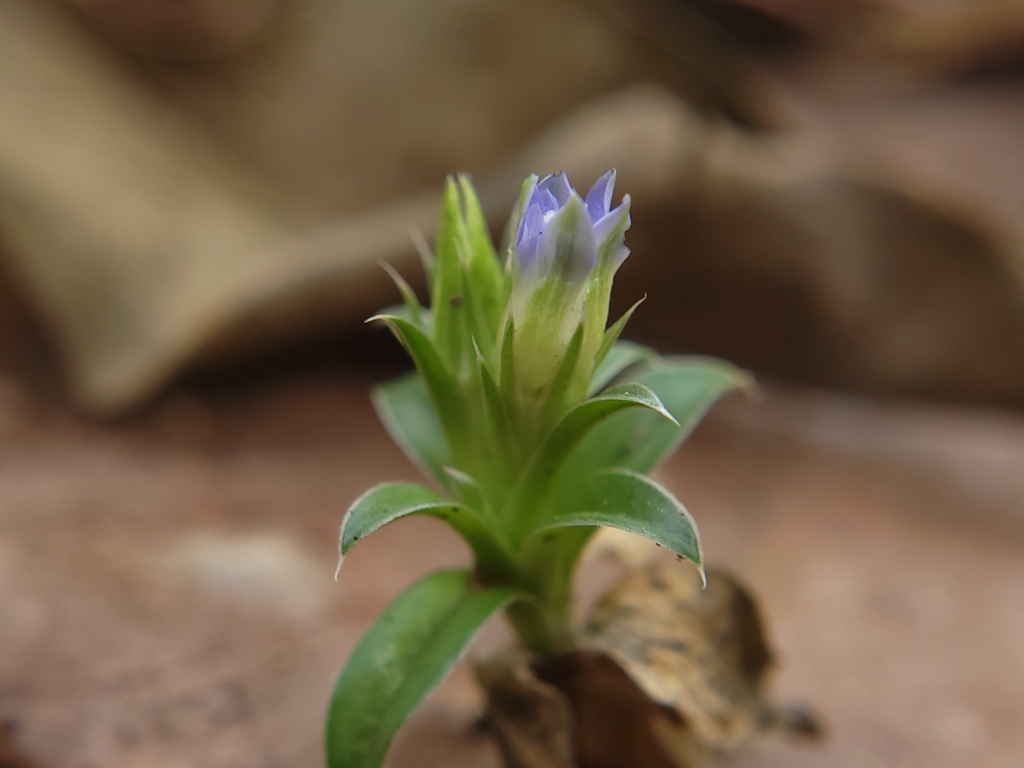 Gentiana bambuseti