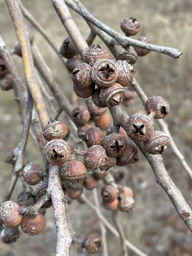 Eucalyptus laevopinea
