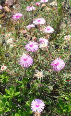 Lampranthus elegans