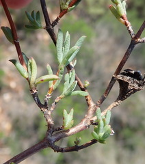 Lampranthus elegans