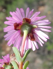 Lampranthus elegans