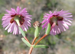 Lampranthus elegans