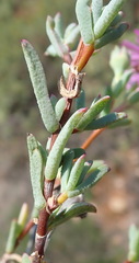 Lampranthus elegans