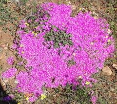 Drosanthemum intermedium