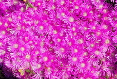 Drosanthemum intermedium