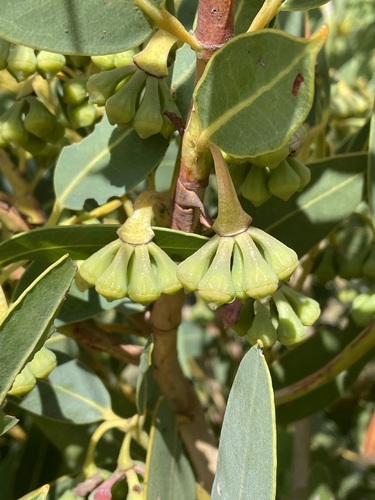 Eucalyptus acies Brooker