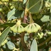 Eucalyptus acies - Photo (c) Dean Nicolle, algunos derechos reservados (CC BY-NC), subido por Dean Nicolle