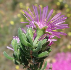 Drosanthemum intermedium