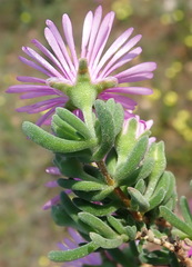 Drosanthemum intermedium