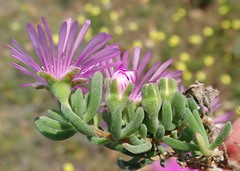 Drosanthemum intermedium