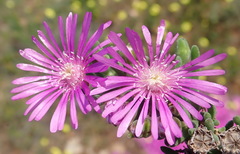 Drosanthemum intermedium