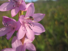 Watsonia marginata
