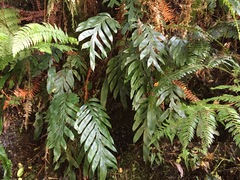 Blechnum colensoi