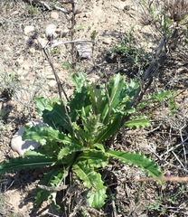 Berkheya carlinoides