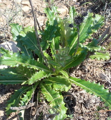 Berkheya carlinoides