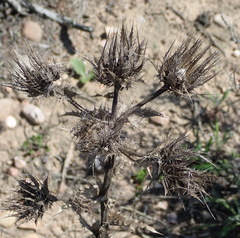 Berkheya carlinoides
