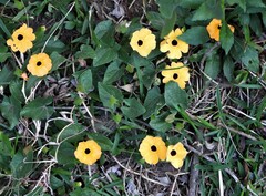 Thunbergia alata image