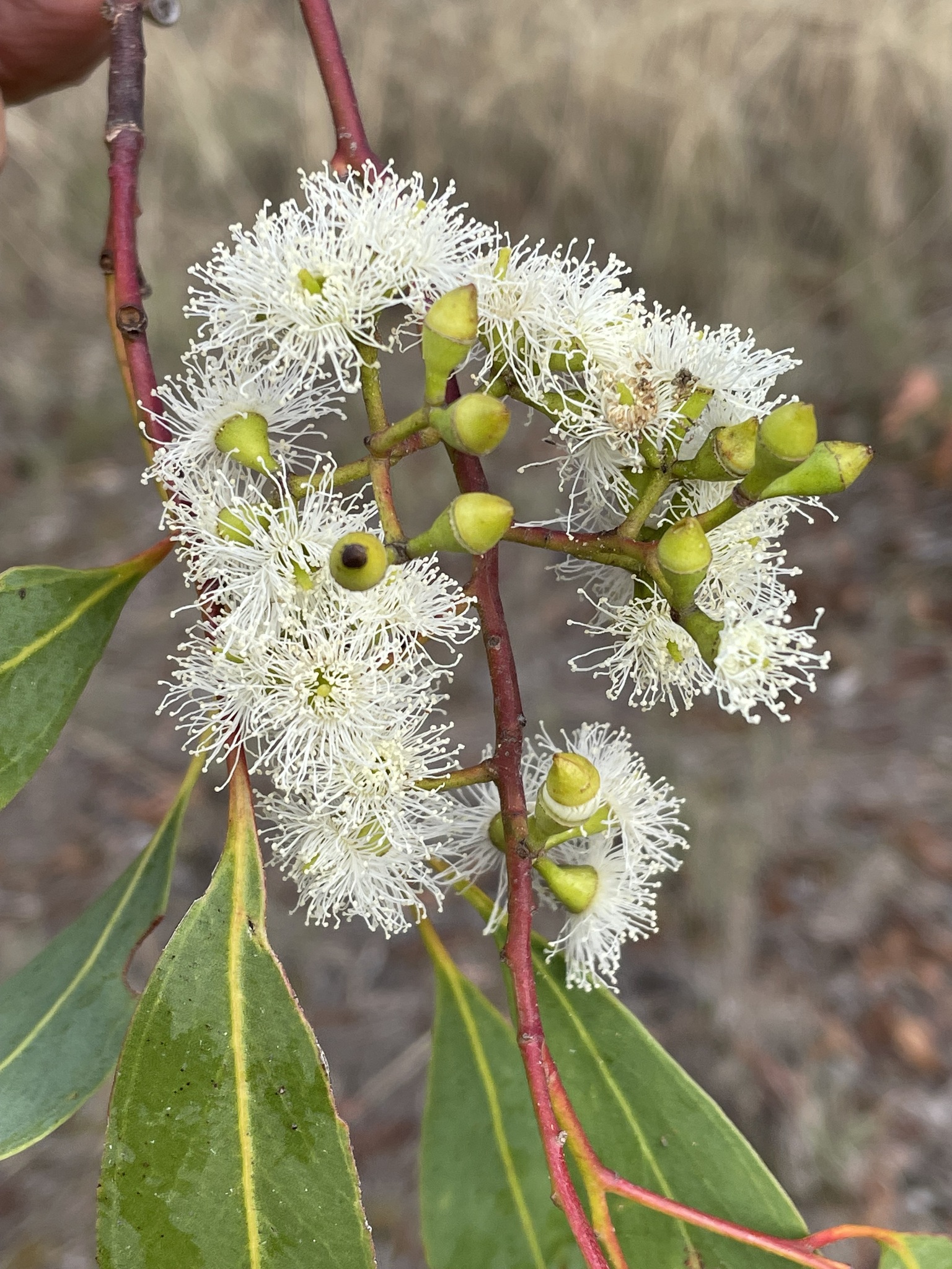 Eucalyptus cambageana