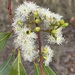 Eucalyptus cambageana - Photo (c) Dean Nicolle, algunos derechos reservados (CC BY-NC), subido por Dean Nicolle