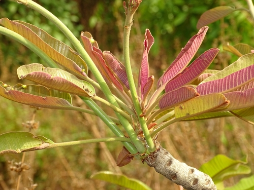 Shea Tree