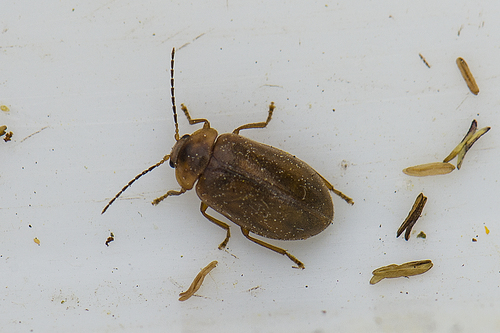 Microcara testacea, photo 6 of 8