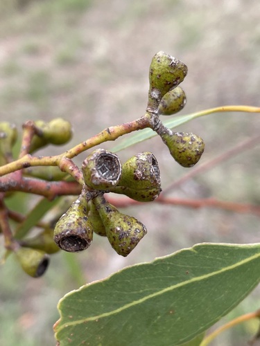 Eucalyptus cuprea Brooker & Hopper