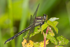 Phanogomphus descriptus