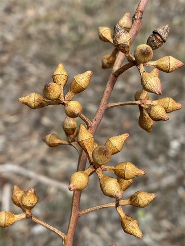 Eucalyptus grisea 2