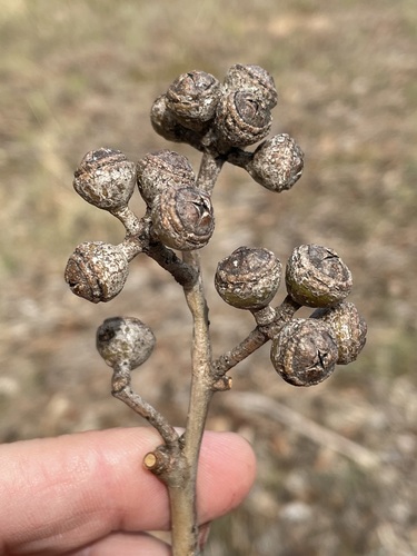 Eucalyptus grisea 3