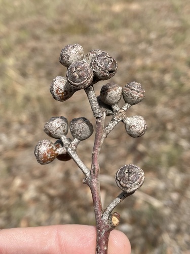 Eucalyptus grisea 4